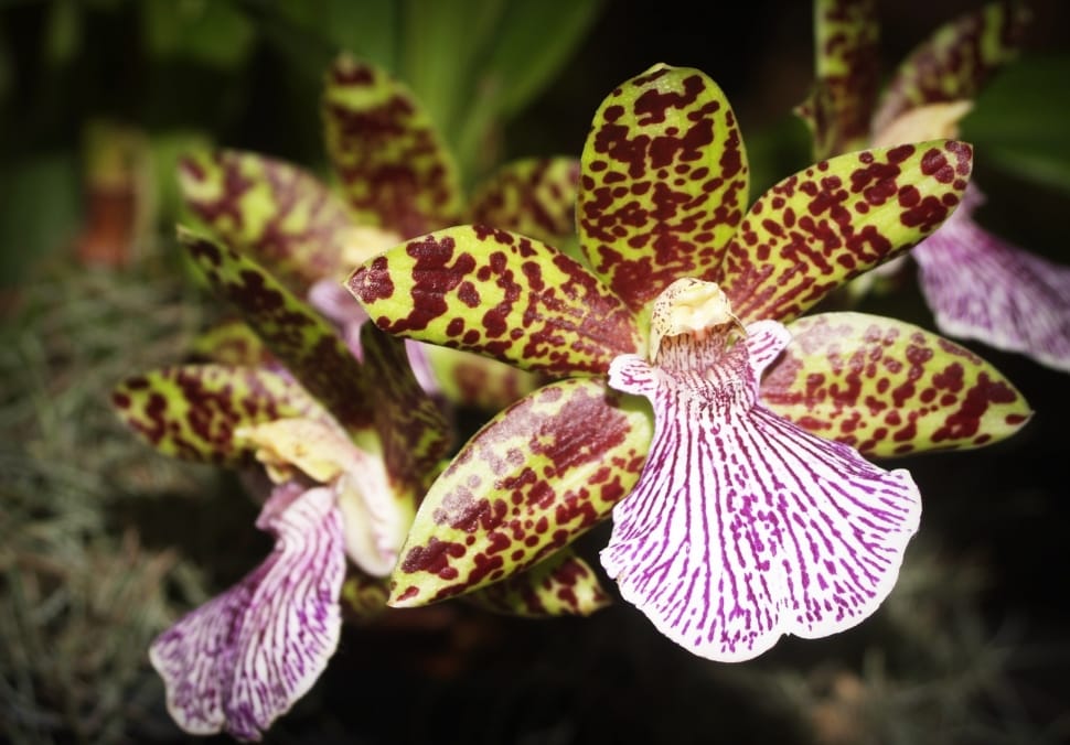 yellow maroon purple orchid preview