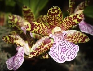yellow maroon purple orchid thumbnail