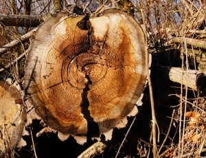 Tree, Log, Sawed Off, Wood, Annual Rings, deforestation, no people thumbnail