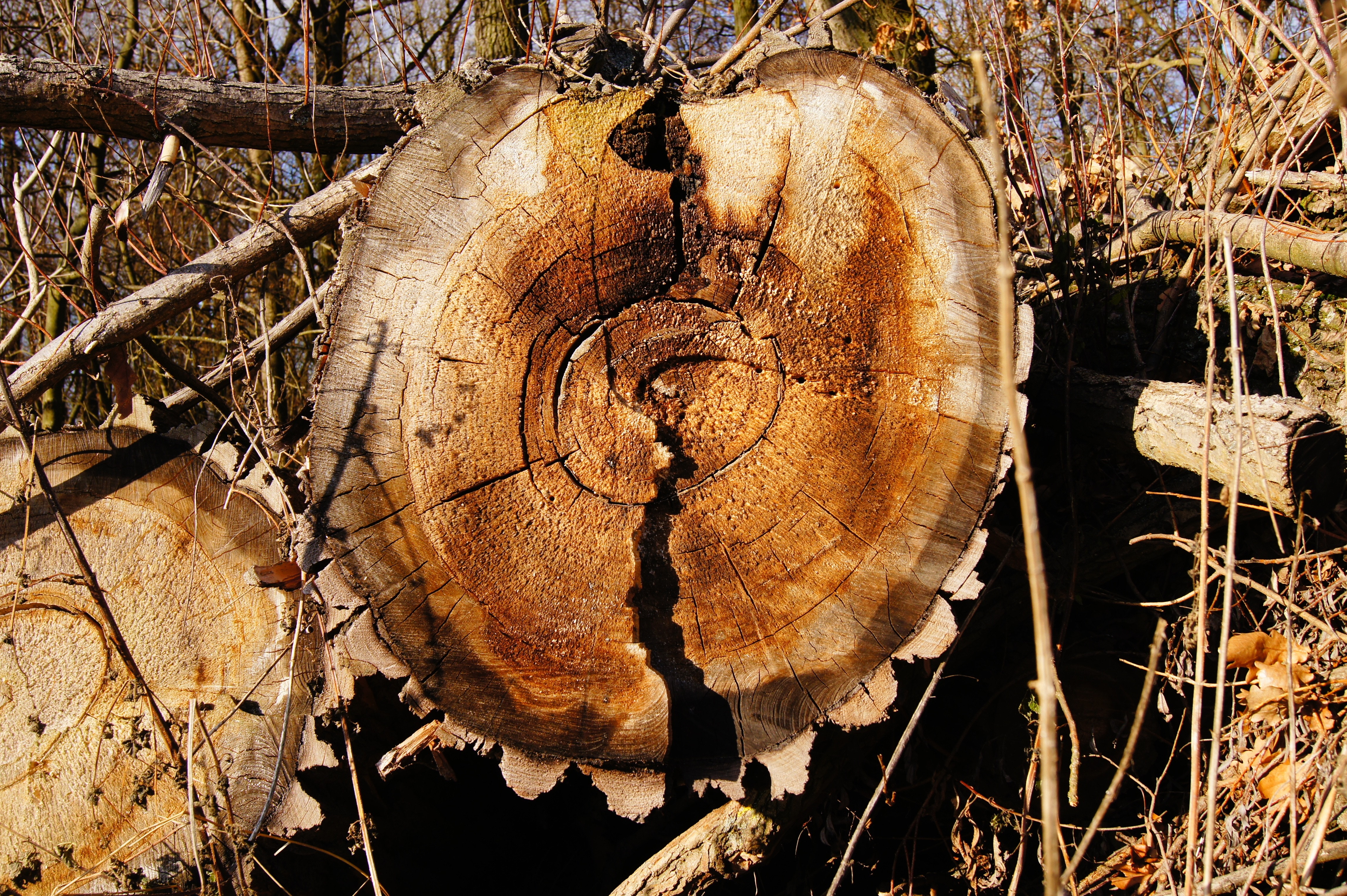 Tree, Log, Sawed Off, Wood, Annual Rings, deforestation, no people