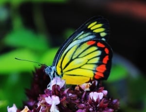 yellow black and red butterfly thumbnail