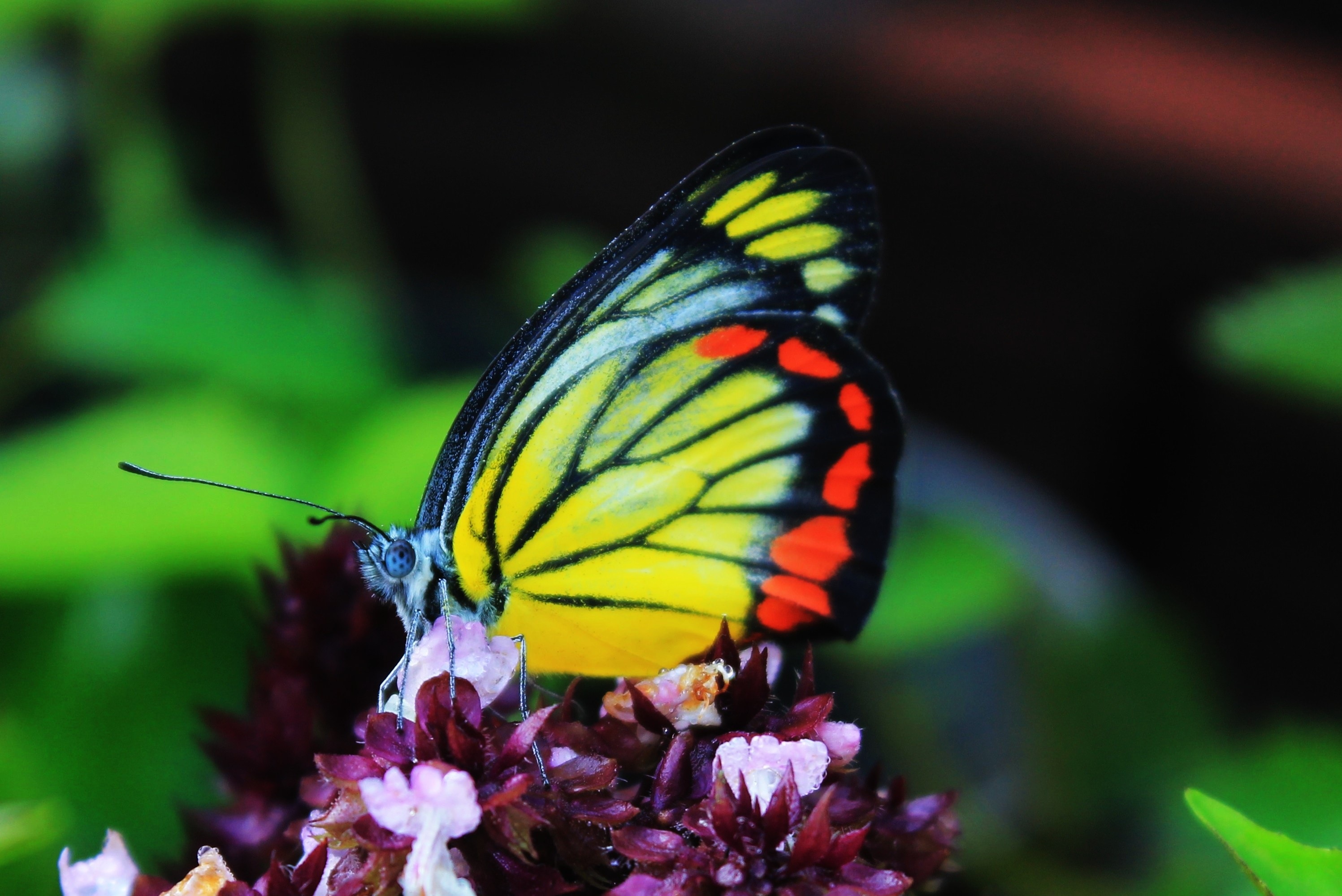 yellow black and red butterfly free image | Peakpx