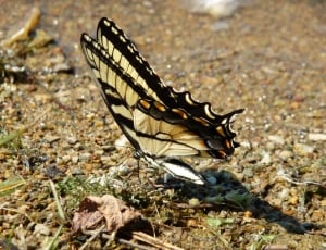 Water, Ground, Butterfly, one animal, animals in the wild thumbnail