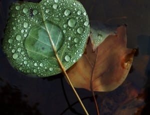 green leaf plant on body of water thumbnail