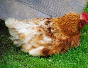 brown and white chicken thumbnail