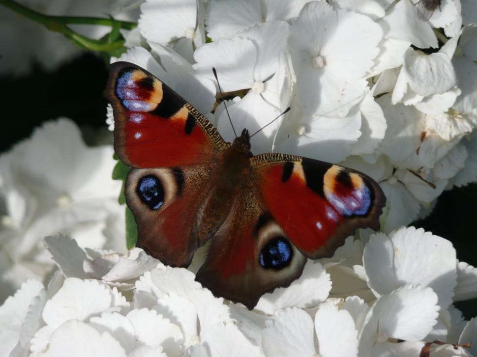red, black and brown butterfly on white petaled flower preview