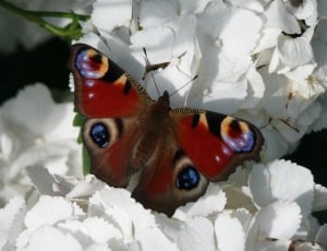 red, black and brown butterfly on white petaled flower thumbnail