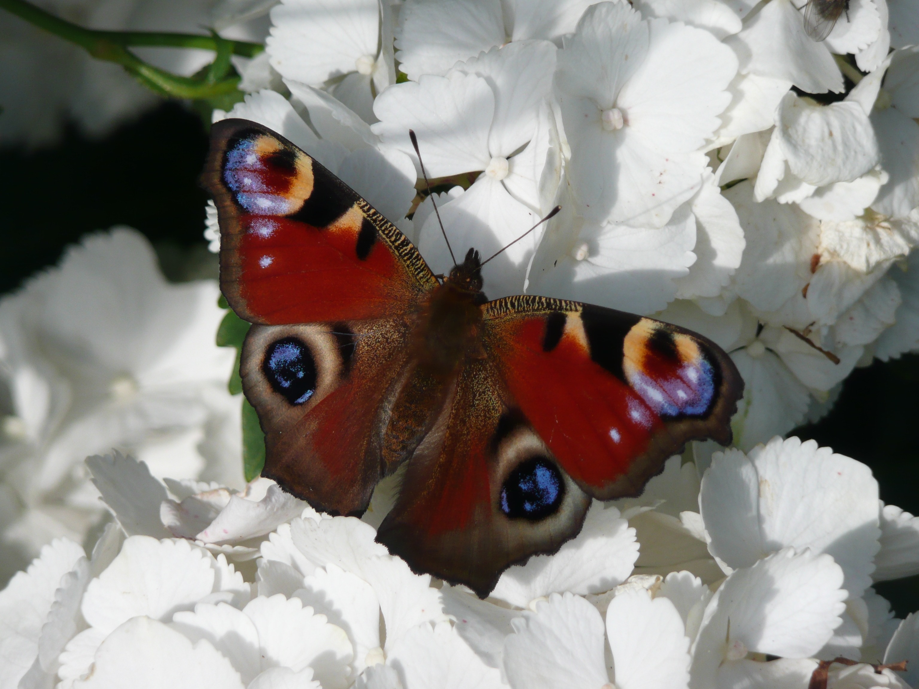 red, black and brown butterfly on white petaled flower