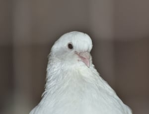 white bird thumbnail