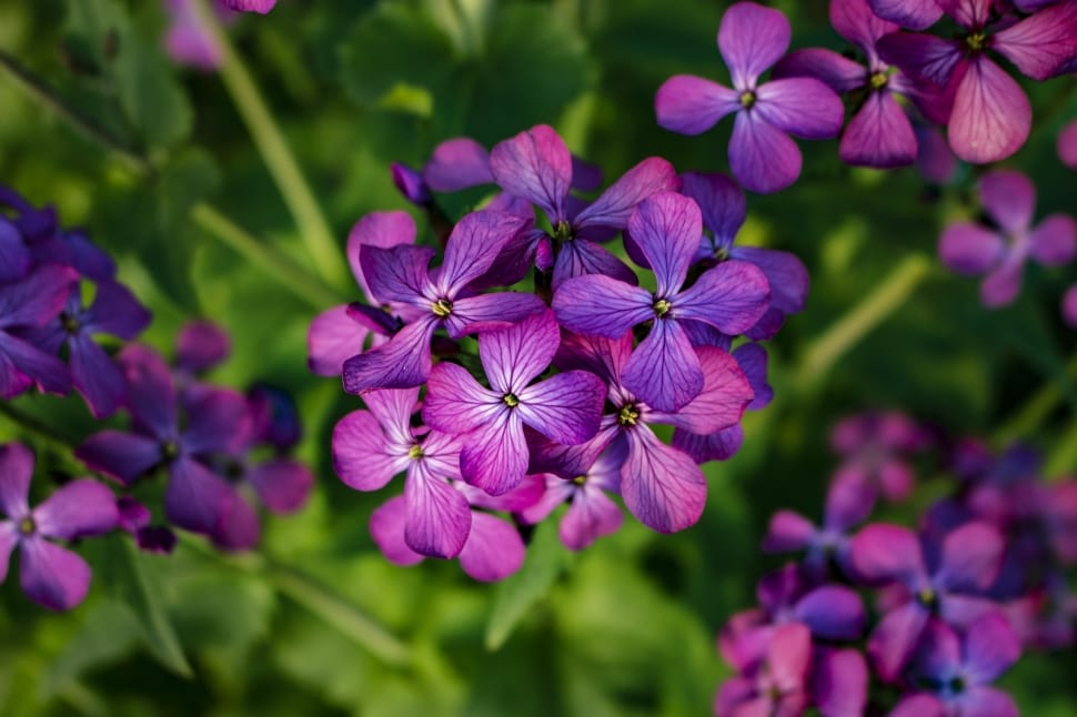 Purple, Flowers, Purple Flowers, Spring, purple, flower preview