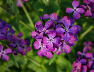 Purple, Flowers, Purple Flowers, Spring, purple, flower thumbnail