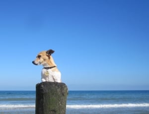 medium-sized brown short coat dog on green pole thumbnail
