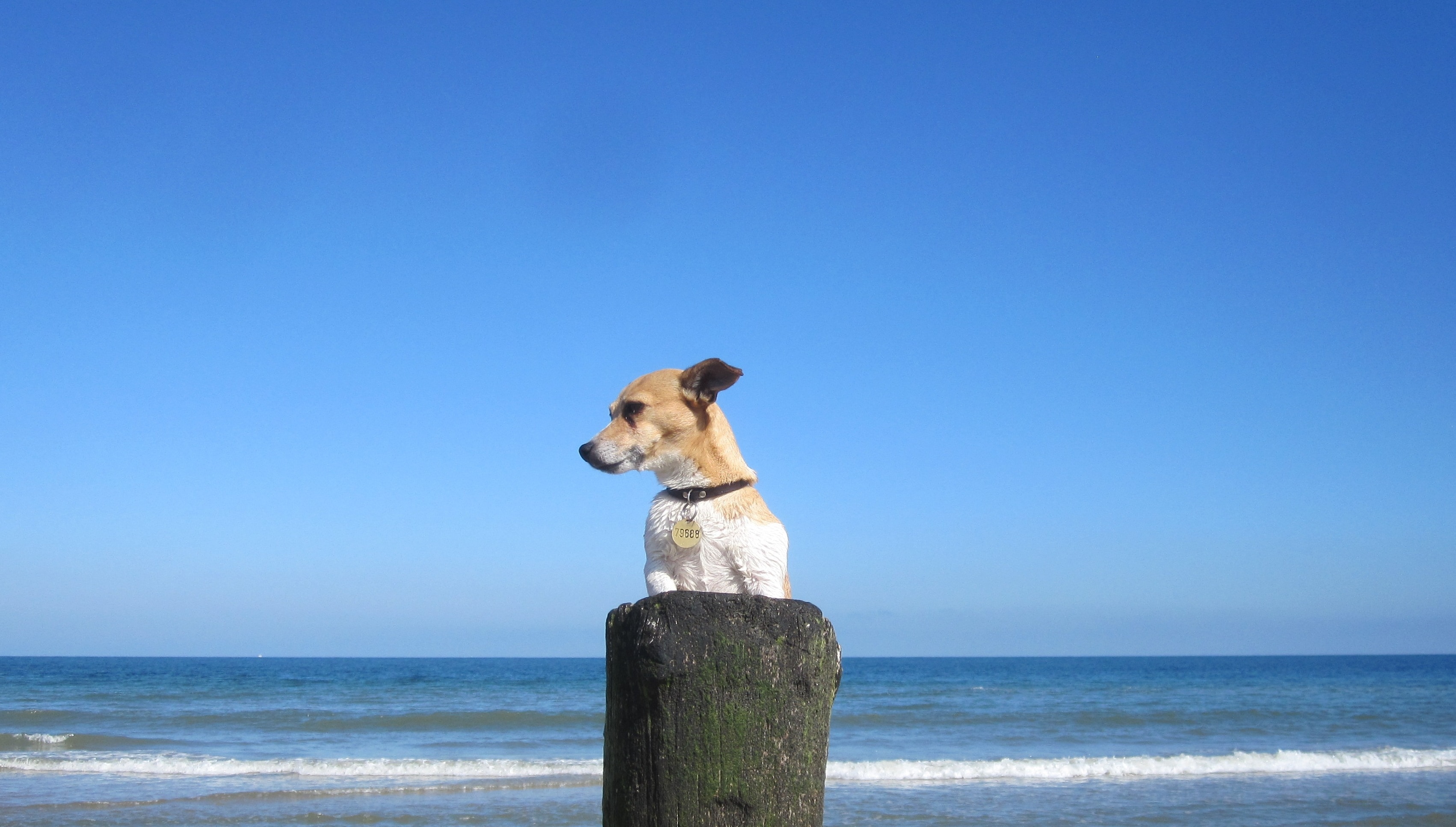 medium-sized brown short coat dog on green pole
