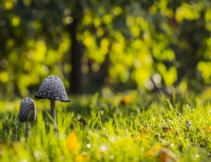 black and gray mushrooms thumbnail