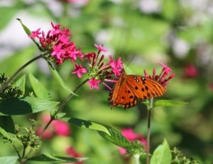 gulf fritillary butterfly perched on pink petaled flower thumbnail