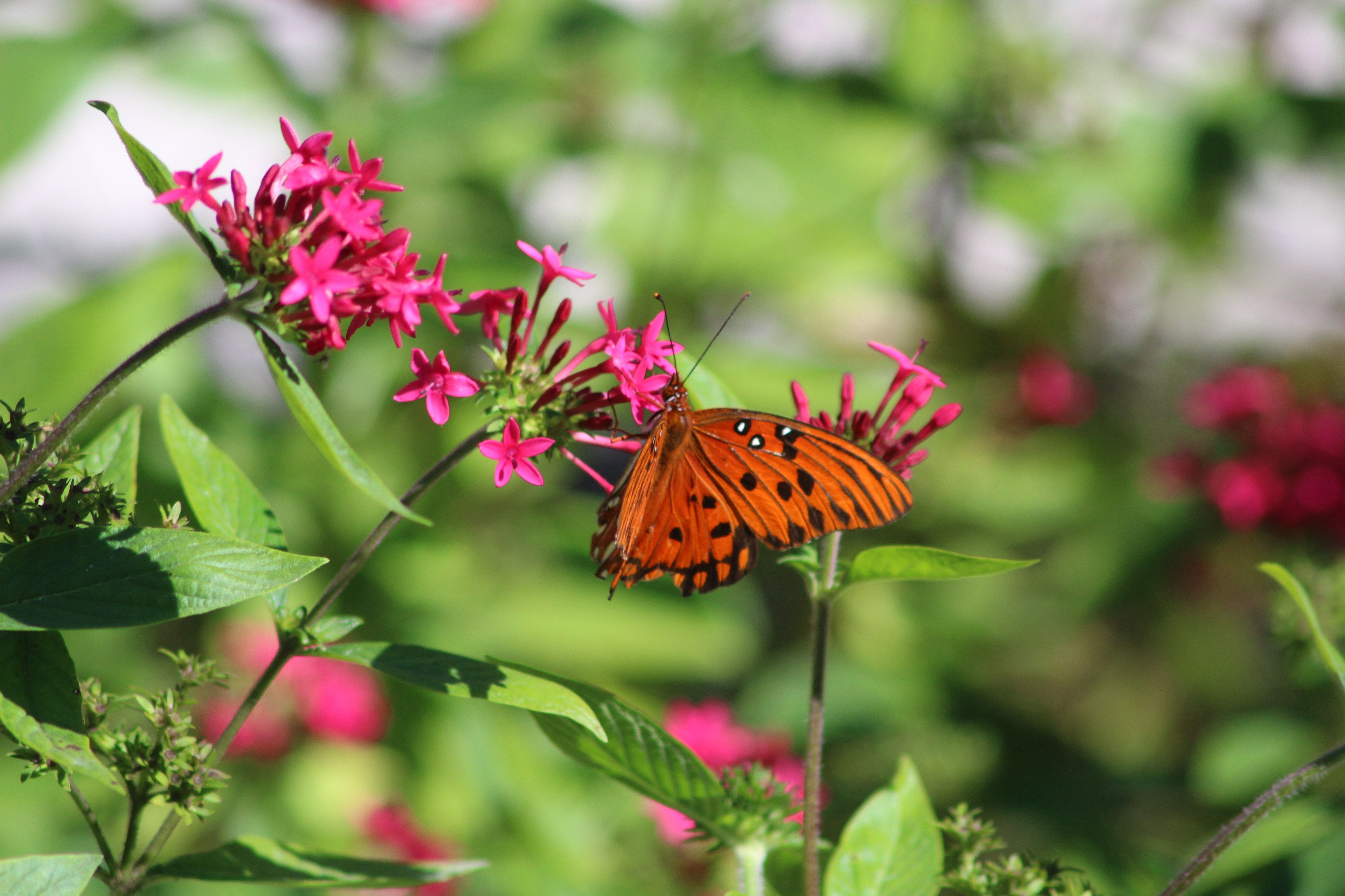 gulf fritillary butterfly perched on pink petaled flower