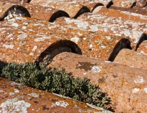 Lichens, Roof, Plant, Texas, no people, rusty thumbnail