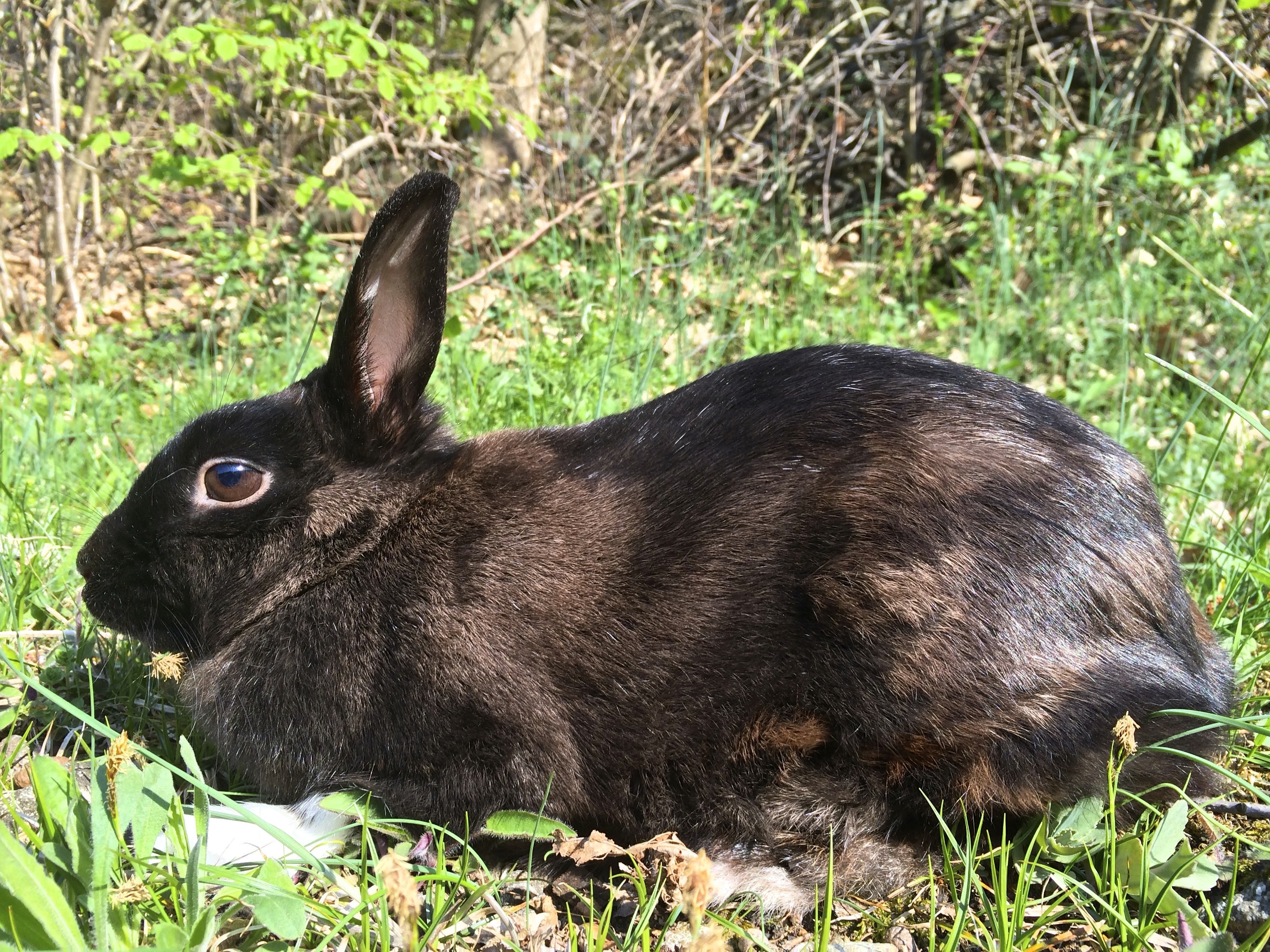 black and brown rabbit
