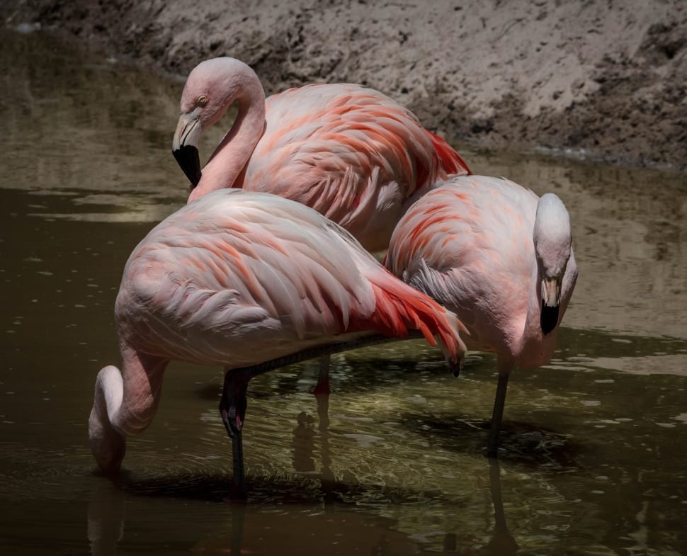 3 Flamingos Surrounded of Water during Daytime preview