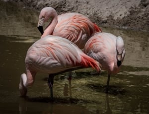 3 Flamingos Surrounded of Water during Daytime thumbnail