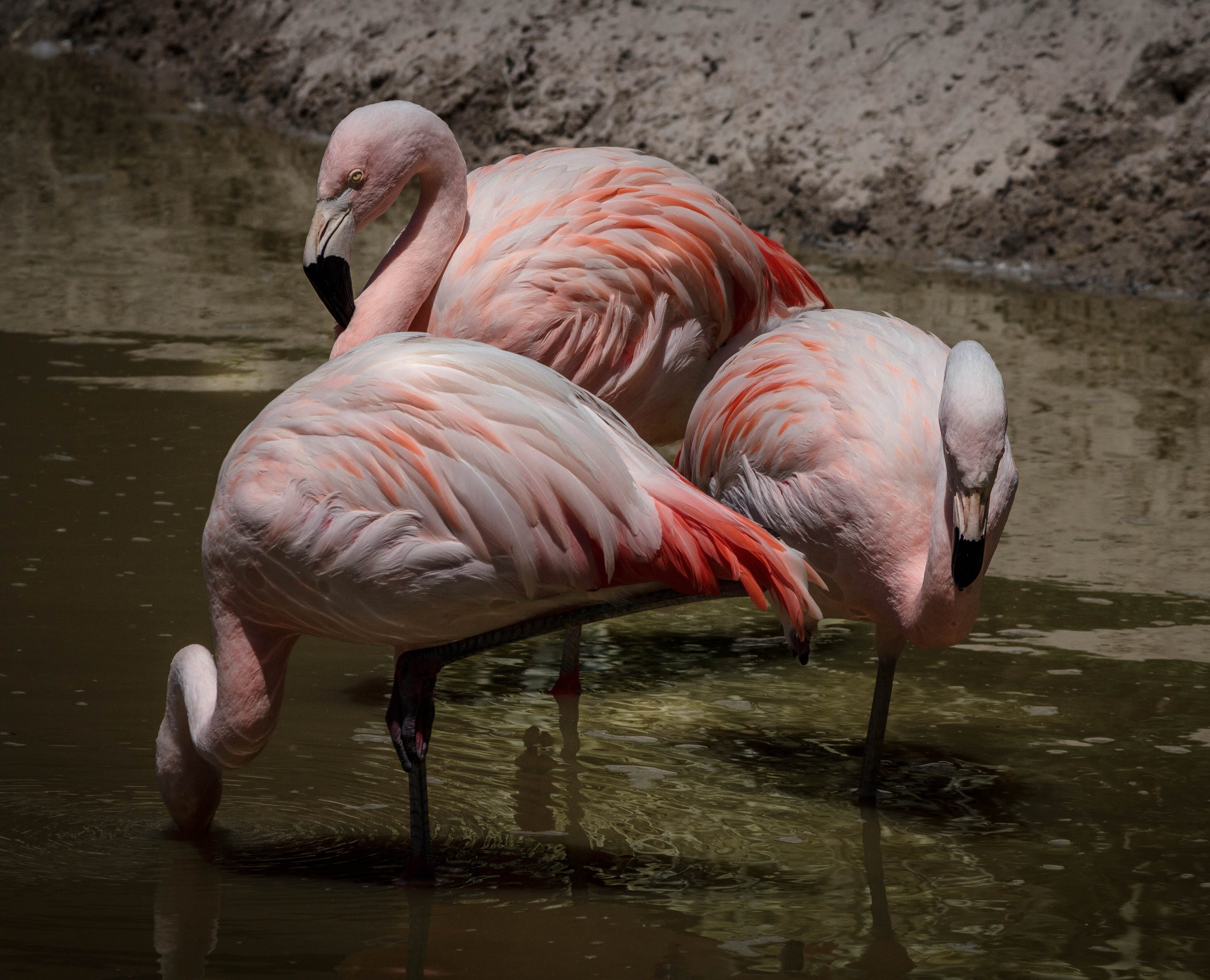 Ижевский зоопарк Фламинго