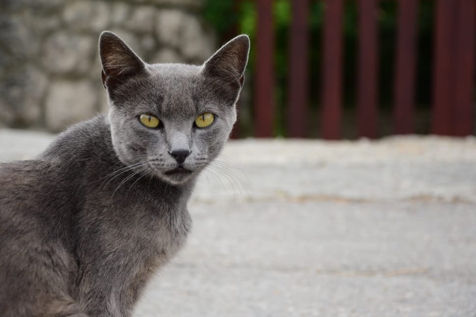 shallow focus of russian blue cat preview
