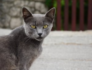 shallow focus of russian blue cat thumbnail