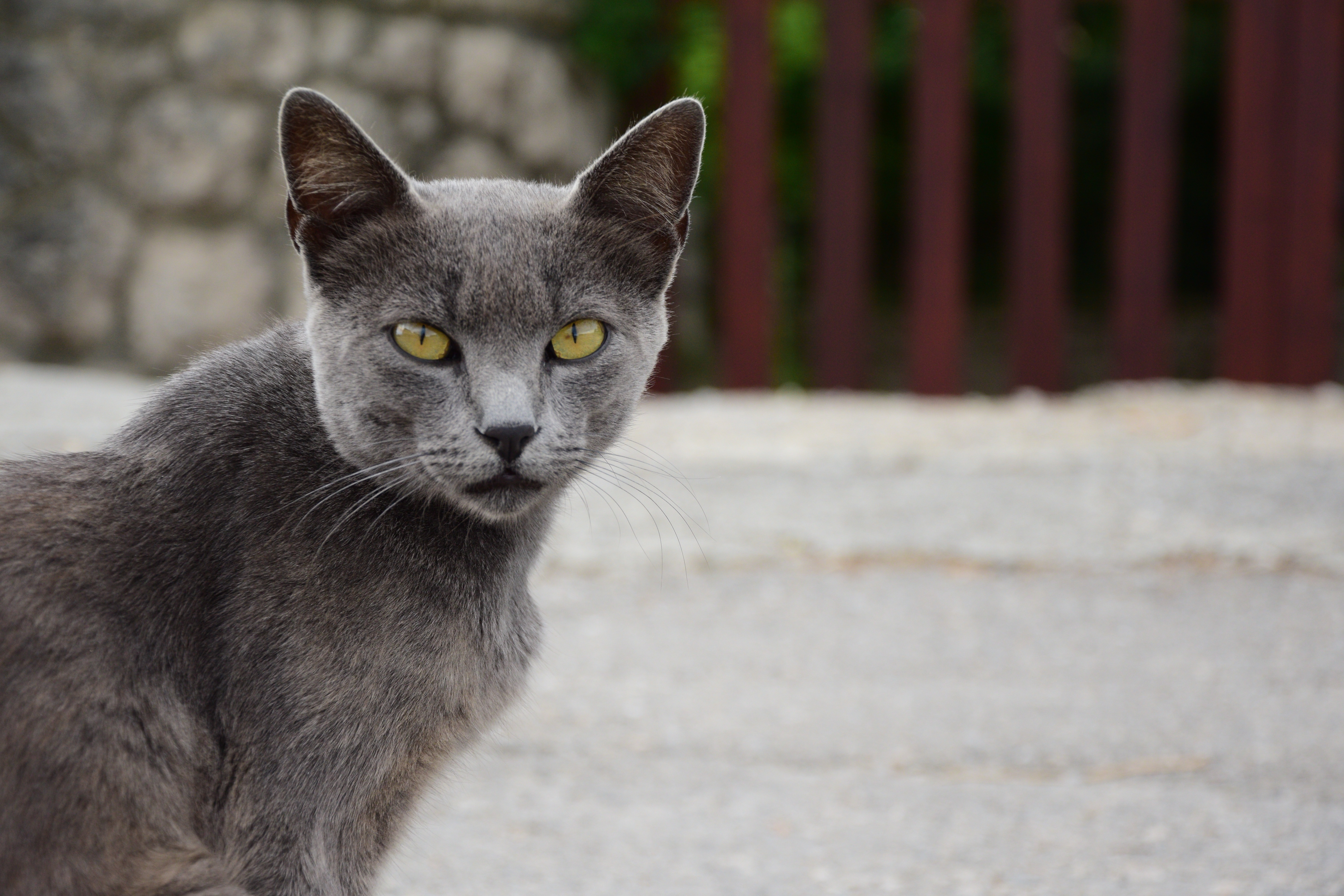 shallow focus of russian blue cat