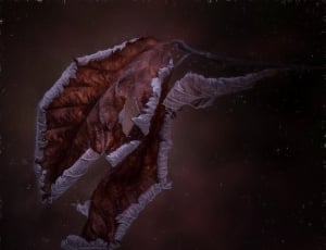 withered leaf thumbnail