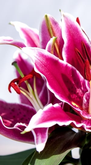 pink lilies thumbnail