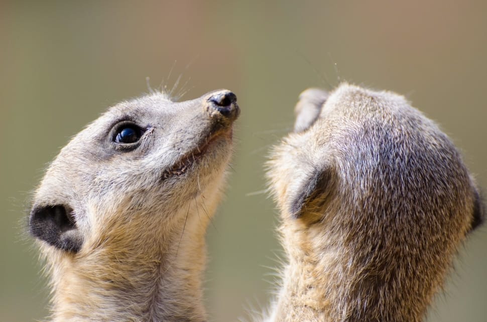 photo of two meerkat during daytime preview
