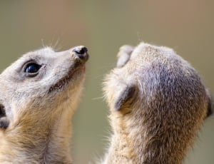 photo of two meerkat during daytime thumbnail