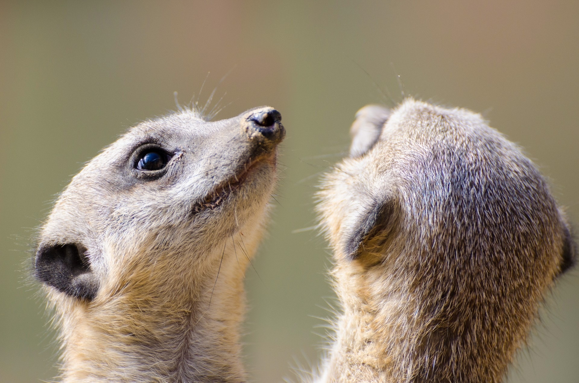 photo of two meerkat during daytime