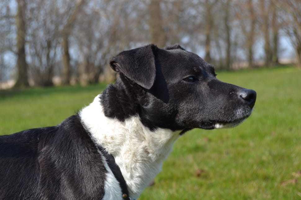 black and white medium dog