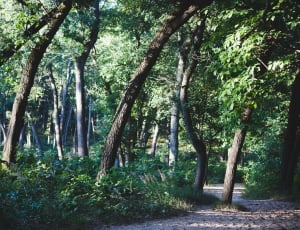 trail in the middle of trees thumbnail