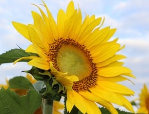 Sunflower, Blooming, Flower, Yellow, flower, yellow thumbnail