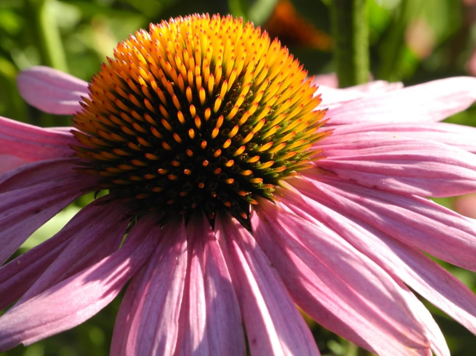 purple coneflower in close up photography preview