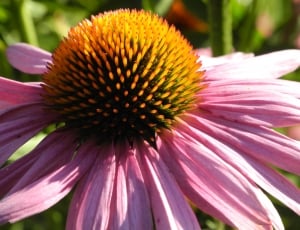 purple coneflower in close up photography thumbnail