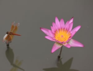 Plant, Flower, Lotus Flower, Lotus, flower, flower head thumbnail