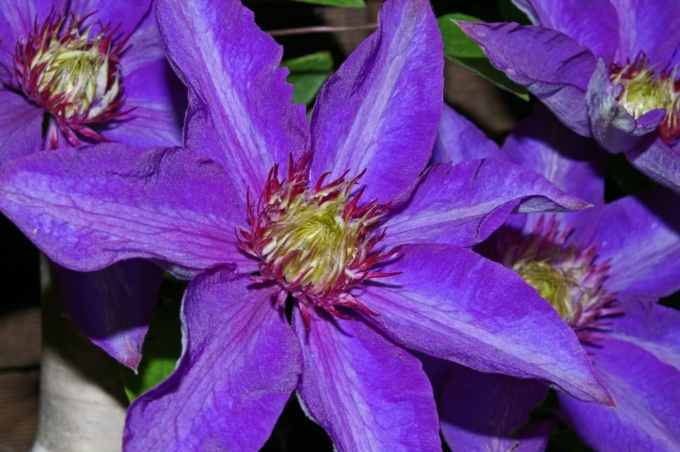 Clematis Flower, Clematis, Petals, flower, purple preview