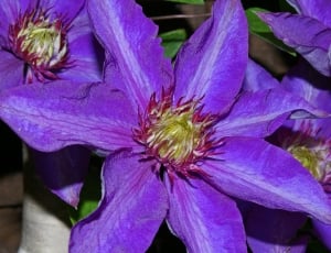 Clematis Flower, Clematis, Petals, flower, purple thumbnail