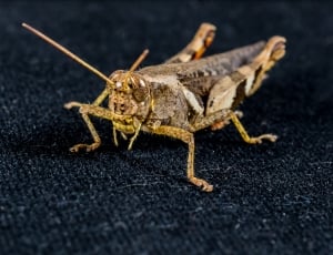 macro photography of green and black grasshopper thumbnail
