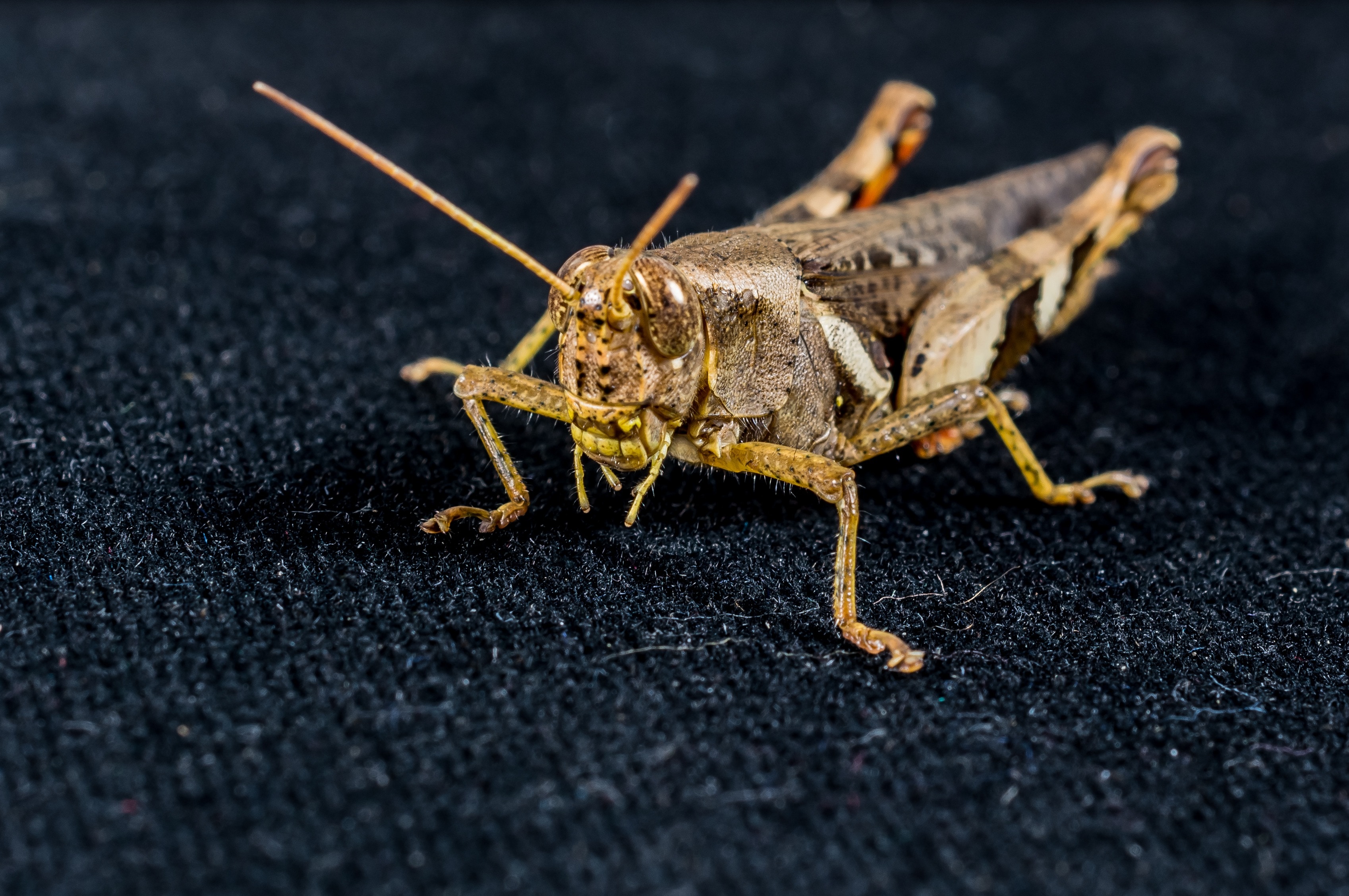 macro photography of green and black grasshopper
