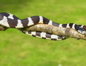 Chain Natter, California Getula, Snake, striped, snake thumbnail