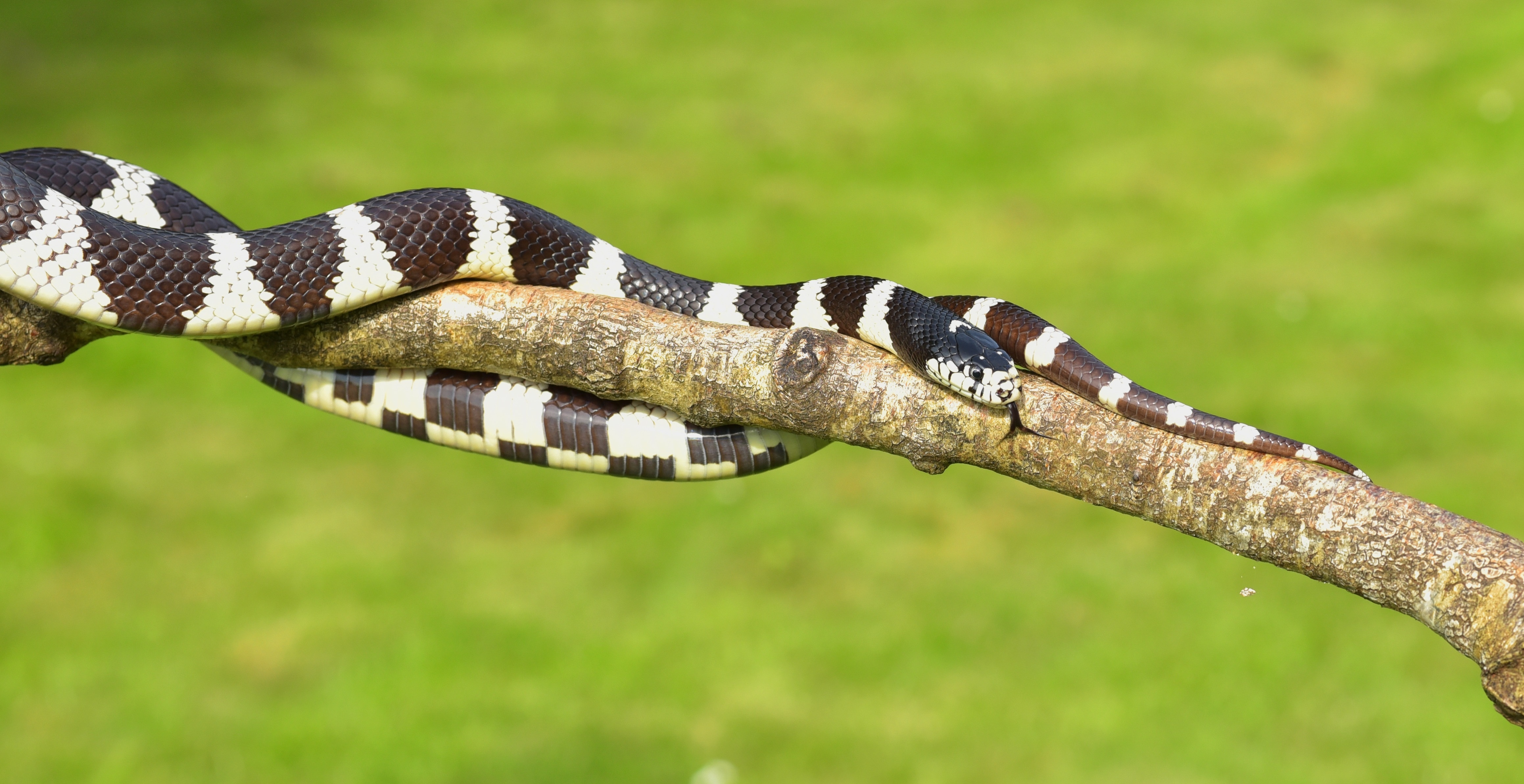Chain Natter, California Getula, Snake, striped, snake