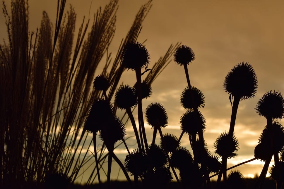 silhouette photograph of wheat  and dandelion preview