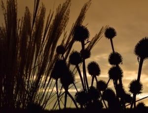 silhouette photograph of wheat  and dandelion thumbnail