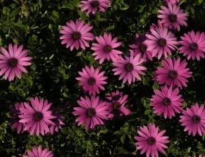 pink daisies field at daytime thumbnail