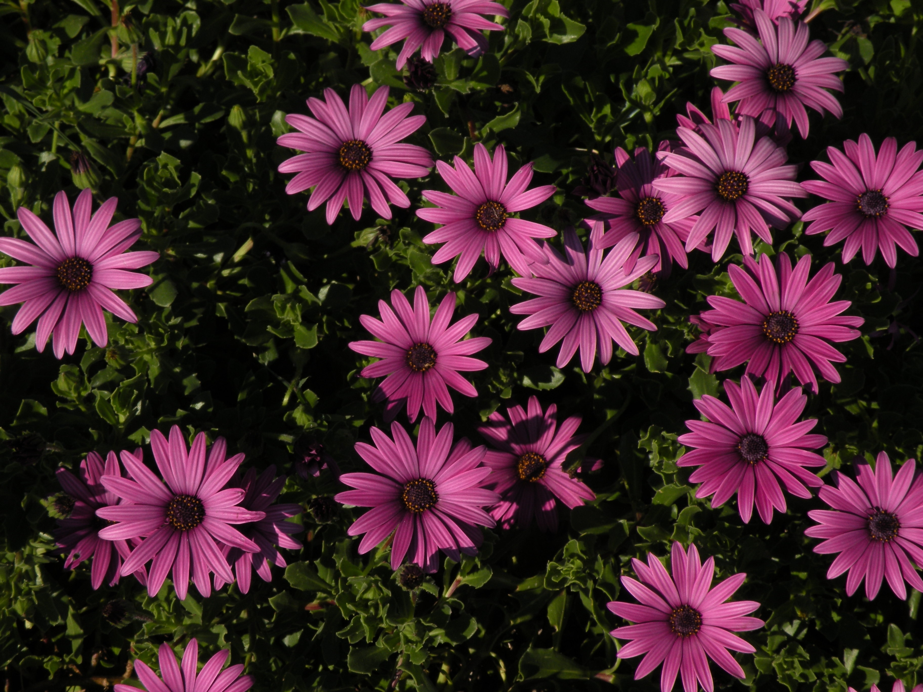 pink daisies field at daytime