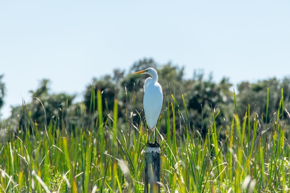 white heron in the middle rice field during daytime preview